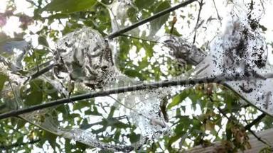花园或后院里的一种树，寄生着毛毛虫，上面覆盖着蜘蛛蛾的网。<strong>天幕</strong>毛虫属